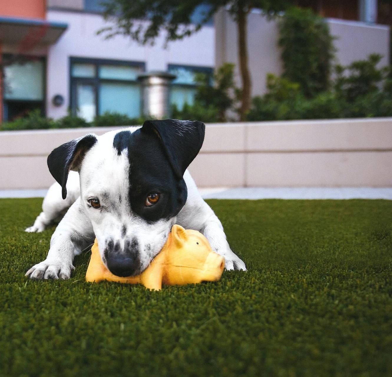 A black and white dog lies on artificial turf, playfully chewing on a yellow squeaky toy shaped like a pig. The background shows modern buildings and greenery, suggesting an urban park or backyard setting installed by a pet turf installer in Jacksonville FL.