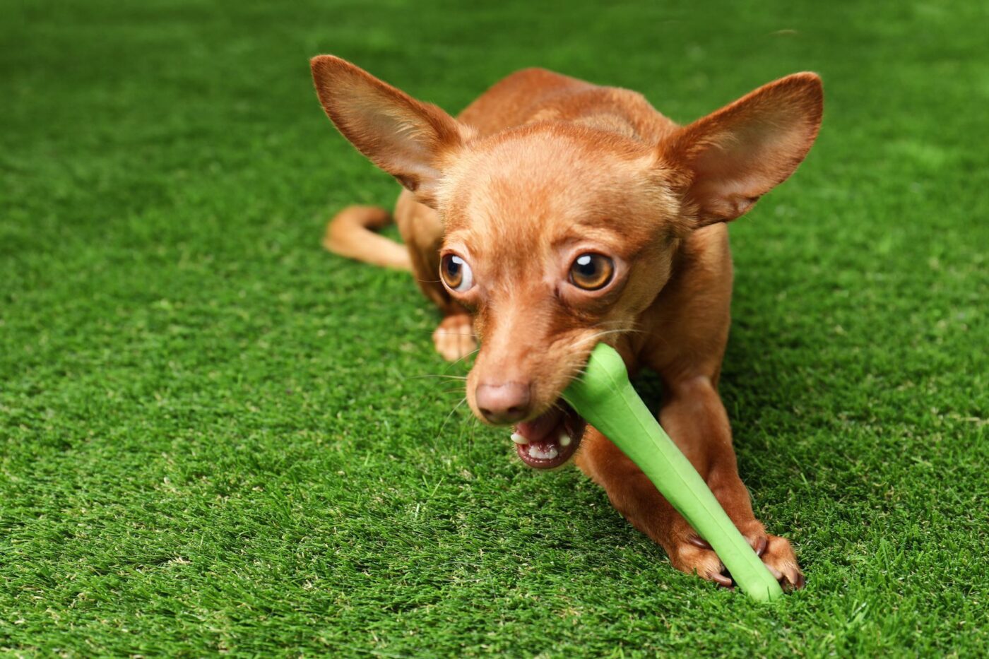 A small brown dog with large ears is lying on a green grassy surface, possibly in an outdoor area in Atlantic Beach, chewing on a green celery stalk. The dog's eyes are wide open, and it looks focused on the celery.