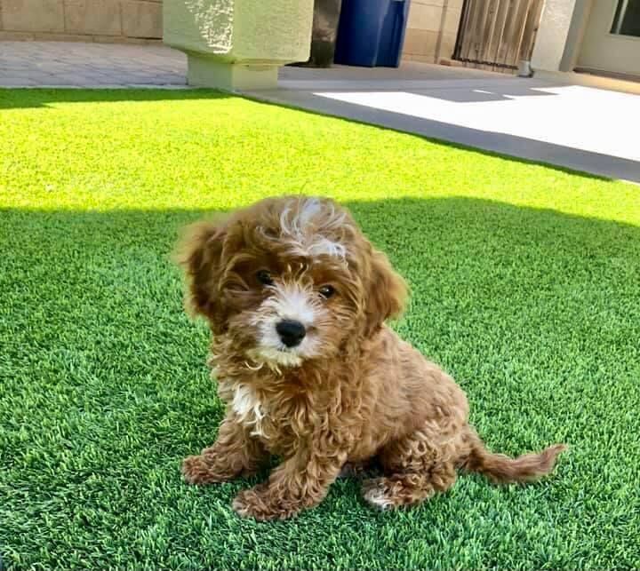 A small, curly-haired brown and white puppy sits on a patch of green artificial grass in an outdoor living space. The puppy looks toward the camera with a curious expression. The background includes a house with a tiled patio and some potted plants, reminiscent of cozy backyards in Fernandina Beach FL.