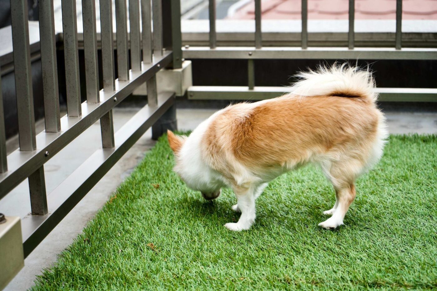 A small tan and white dog with a bushy tail sniffs the Jacksonville Artificial Turf on a balcony. The balcony, adorned with a black metal railing, overlooks Palm Valley FL. The dog appears curious and focused.