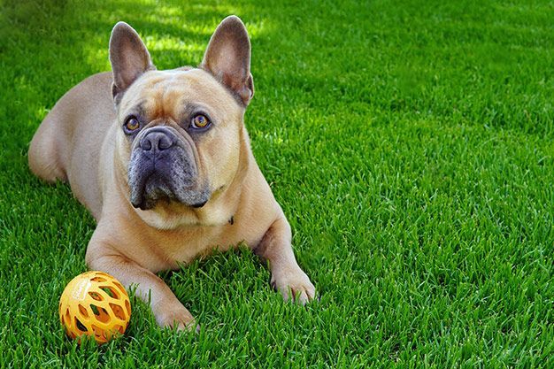 A tan-colored French Bulldog with large ears is lying on green grass. In front of the dog, there is an orange ball with cut-out patterns. The dog is looking attentively towards something off-camera, enjoying a warm afternoon on the soft Jacksonville artificial turf.
