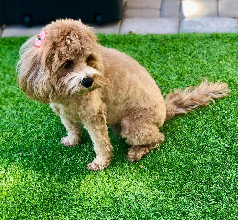 a small dog on a freshly installed astroturf for dogs